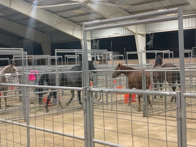 The L.A. Department of Animal Care and Control released this photo of horses displaced the Bobcat Fire in September 2020.