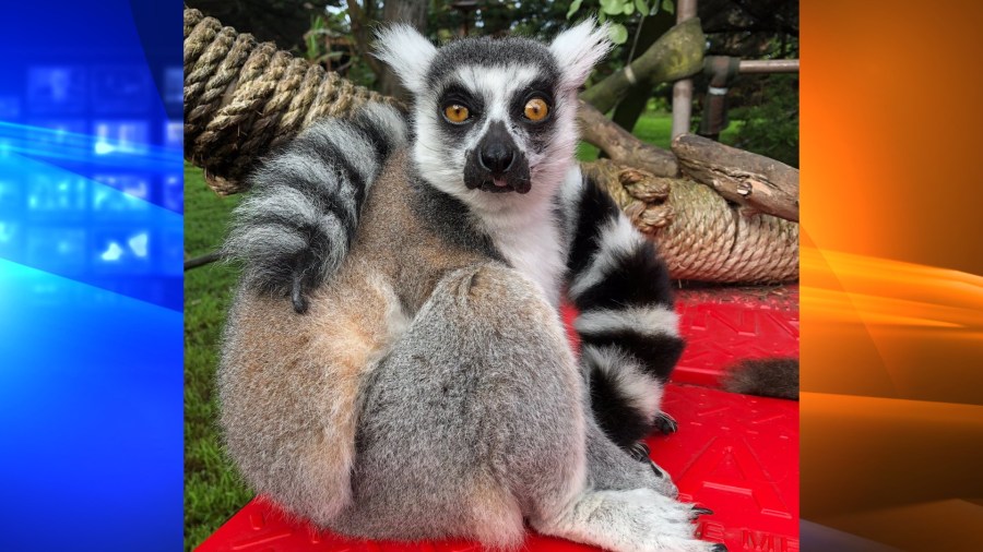 Police say someone broke into the San Francisco Zoo and stole a 21-year-old male lemur named Maki on Oct. 14, 2020. (San Francisco Zoo)