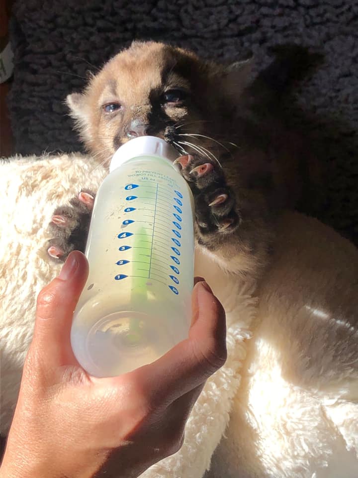 Photos of orphaned mountain lion kittens, female P-91 and male P-92, released by the Santa Monica Mountains National Recreation Area.