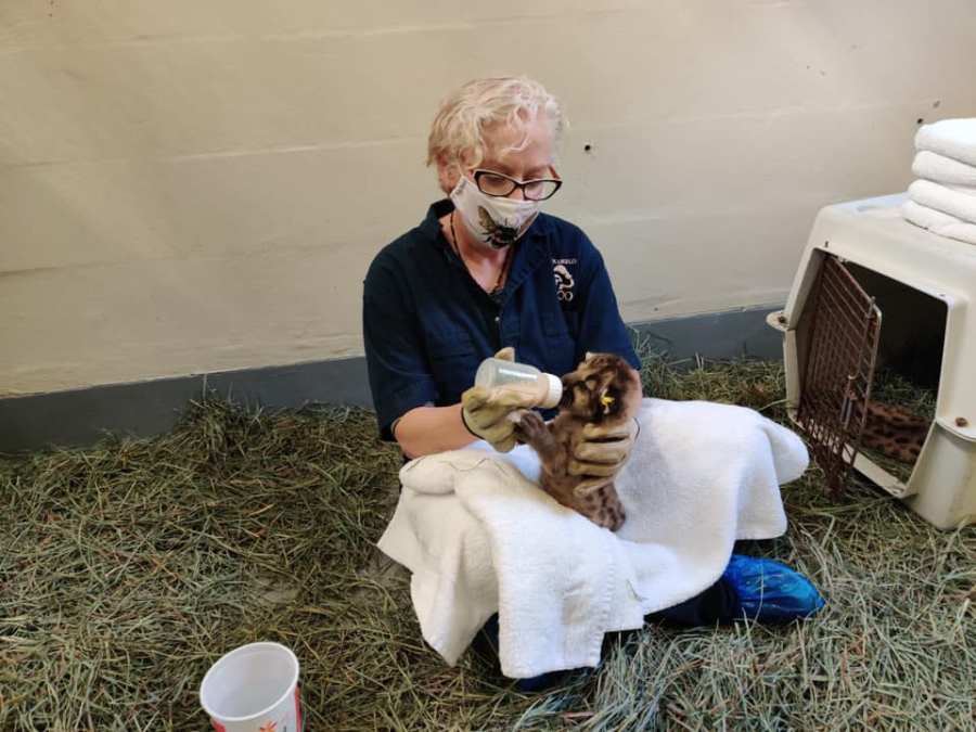 Photos of orphaned mountain lion kittens, female P-91 and male P-92, released by the Santa Monica Mountains National Recreation Area.