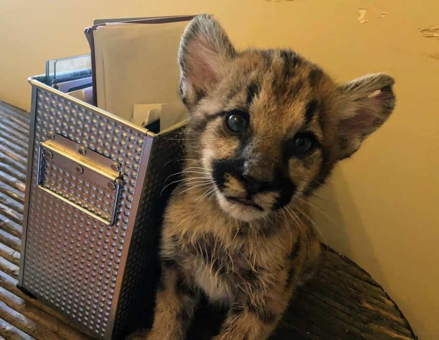 Photos of orphaned mountain lion kittens, female P-91 and male P-92, released by the Santa Monica Mountains National Recreation Area.