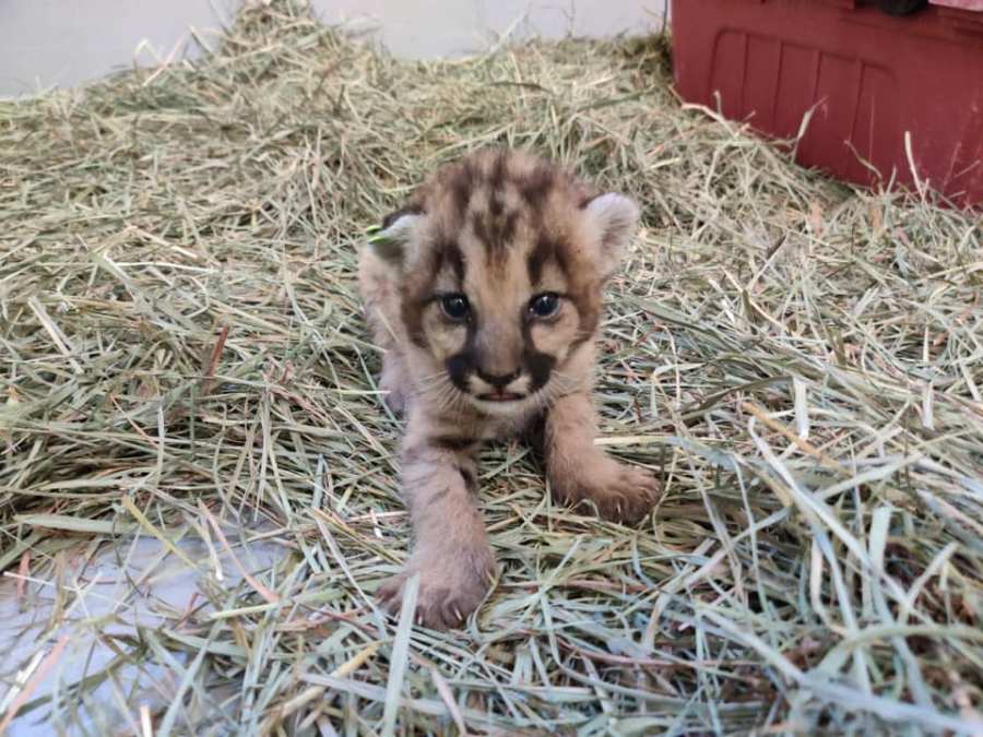 Photos of orphaned mountain lion kittens, female P-91 and male P-92, released by the Santa Monica Mountains National Recreation Area.