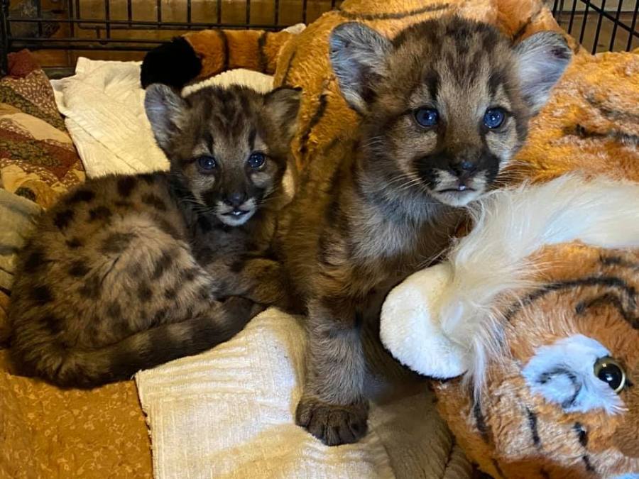 Photos of orphaned mountain lion kittens, female P-91 and male P-92, released by the Santa Monica Mountains National Recreation Area.