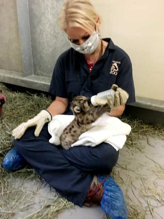 Photos of orphaned mountain lion kittens, female P-91 and male P-92, released by the Santa Monica Mountains National Recreation Area.