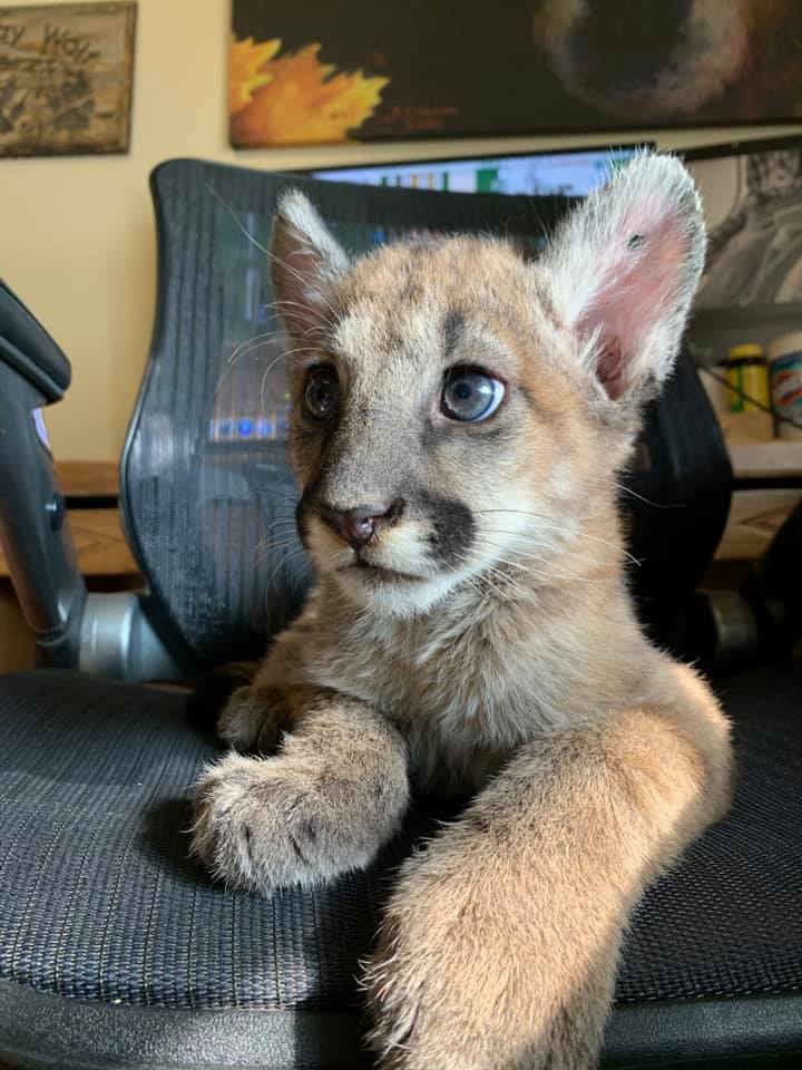 Photos of orphaned mountain lion kittens, female P-91 and male P-92, released by the Santa Monica Mountains National Recreation Area.