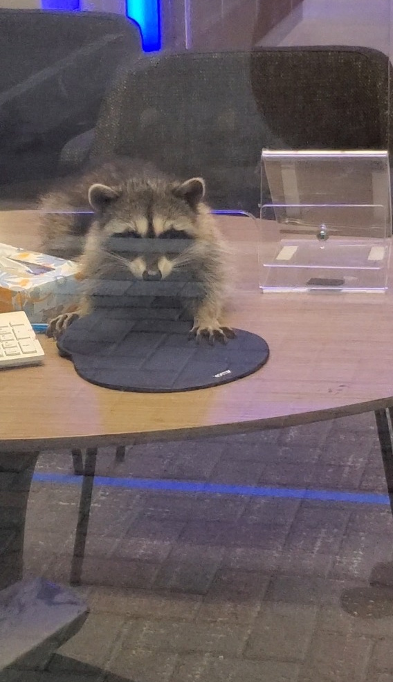 A pair of raccoons that broke into a bank in Redwood City, California, on Oct. 20, 2020. (Peninsula Humane Society & SPCA via Storyful)