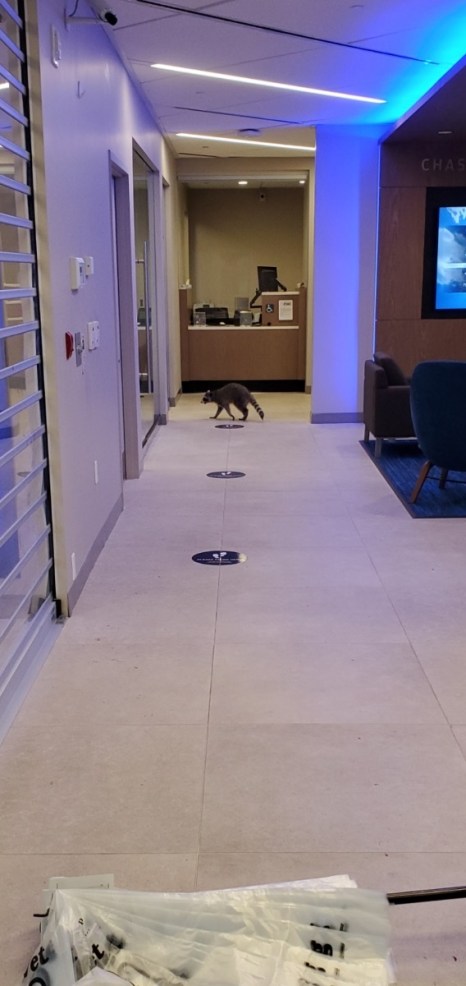 A pair of raccoons that broke into a bank in Redwood City, California, on Oct. 20, 2020. (Peninsula Humane Society & SPCA via Storyful)