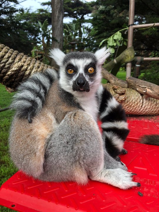 Police say someone broke into the San Francisco Zoo and stole a 21-year-old male lemur named Maki on Oct. 14, 2020. (San Francisco Zoo)