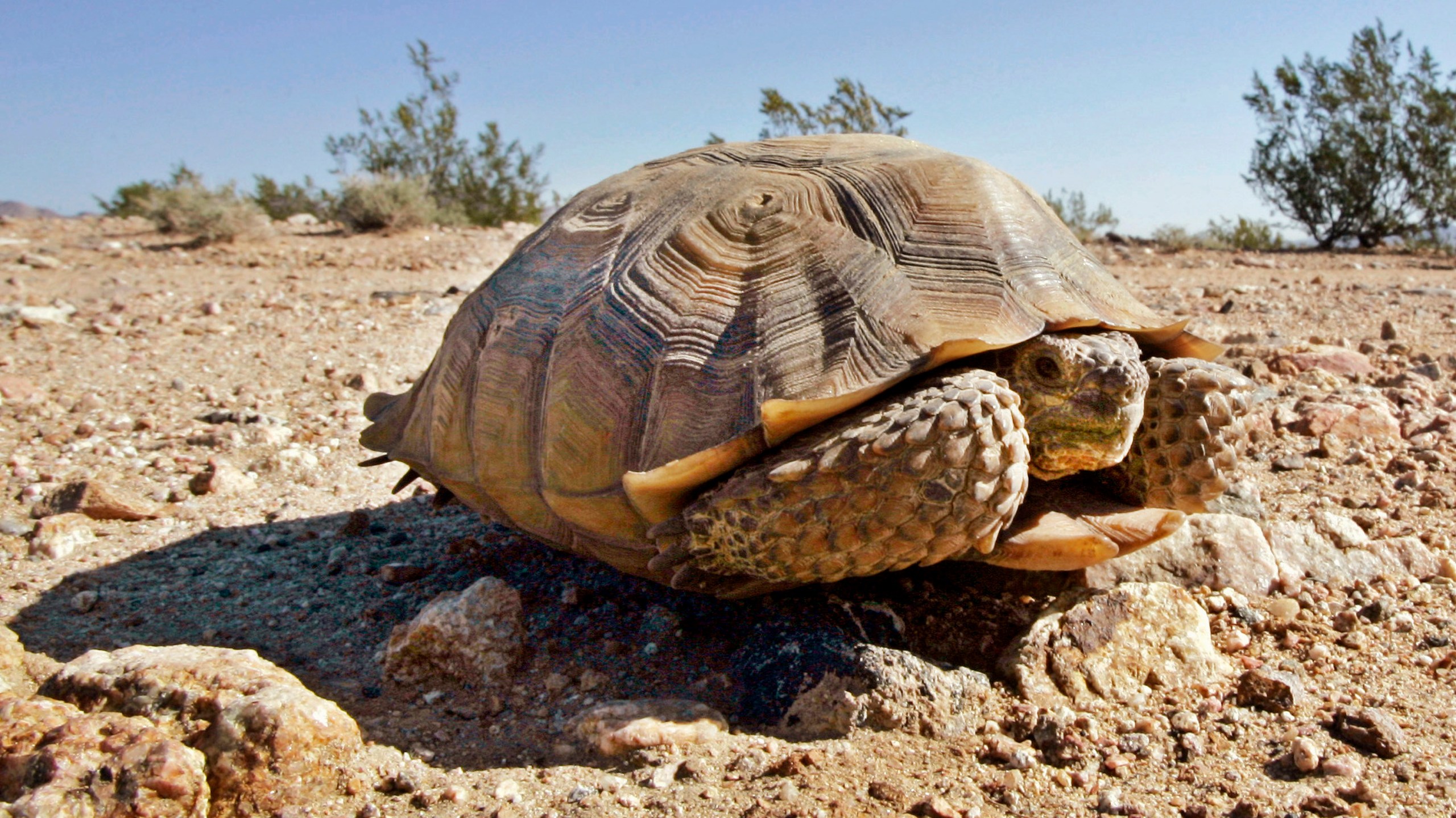 In this Sept. 3, 2008, file photo, an endangered desert tortoise sits in the middle of a road at the proposed location of three BrightSource Energy solar-energy generation complexes in the eastern Mojave Desert near Ivanpah, Calif. (Reed Saxon/Associated Press)