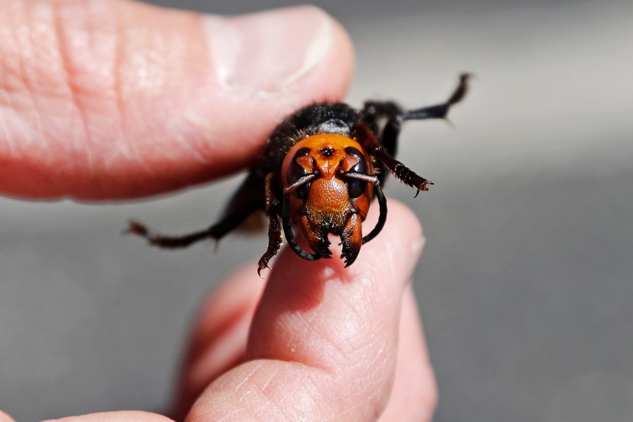 In this May 7, 2020, file photo, Washington State Department of Agriculture entomologist Chris Looney displays a dead Asian giant hornet, a sample brought in from Japan for research in Blaine, Wash. Washington state agriculture workers have trapped their first Asian giant hornet. The hornet was found July 14 in a bottle trap set north of Seattle near the Canadian border, and state entomologists confirmed its identity Wednesday, July 29, 2020. (AP Photo/Elaine Thompson, Pool, File)