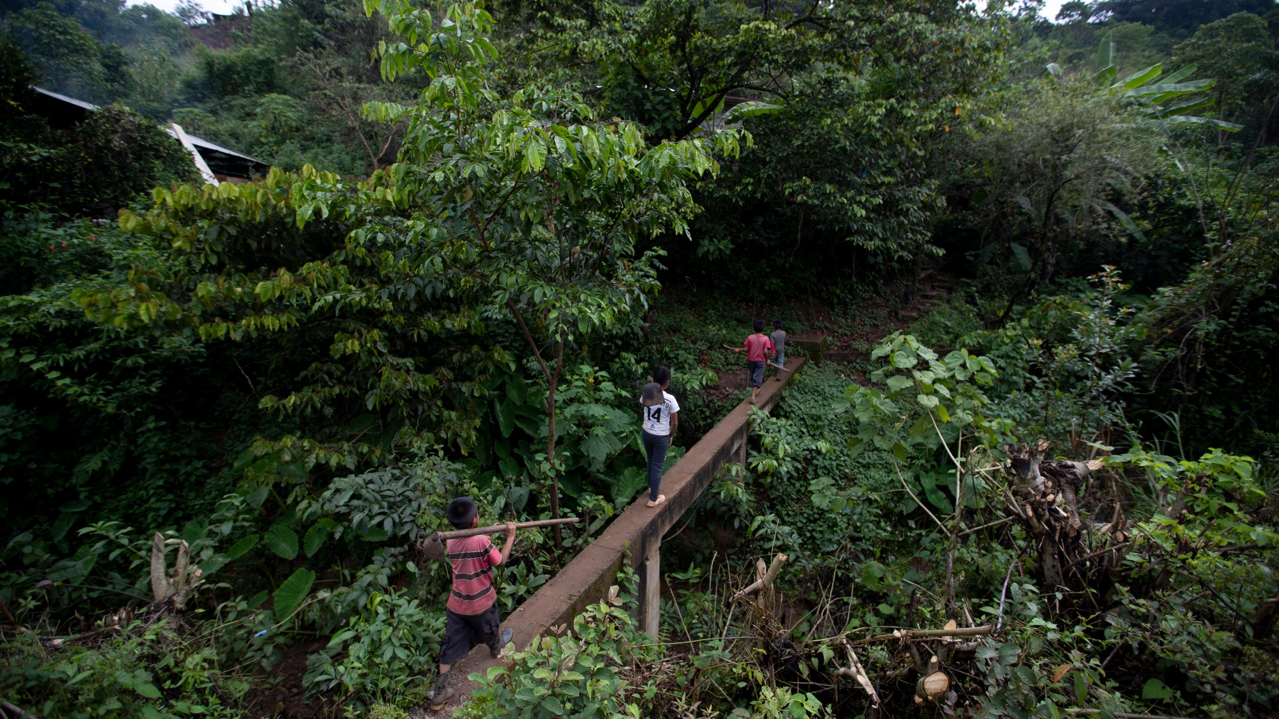 Juan Gabriel Vazquez, center, and his brothers walk to the corn fields to work in the community of Nuevo Yibeljoj in Chiapas state, Mexico, Friday, Sept. 11, 2020. (Eduardo Verdugo/AP)