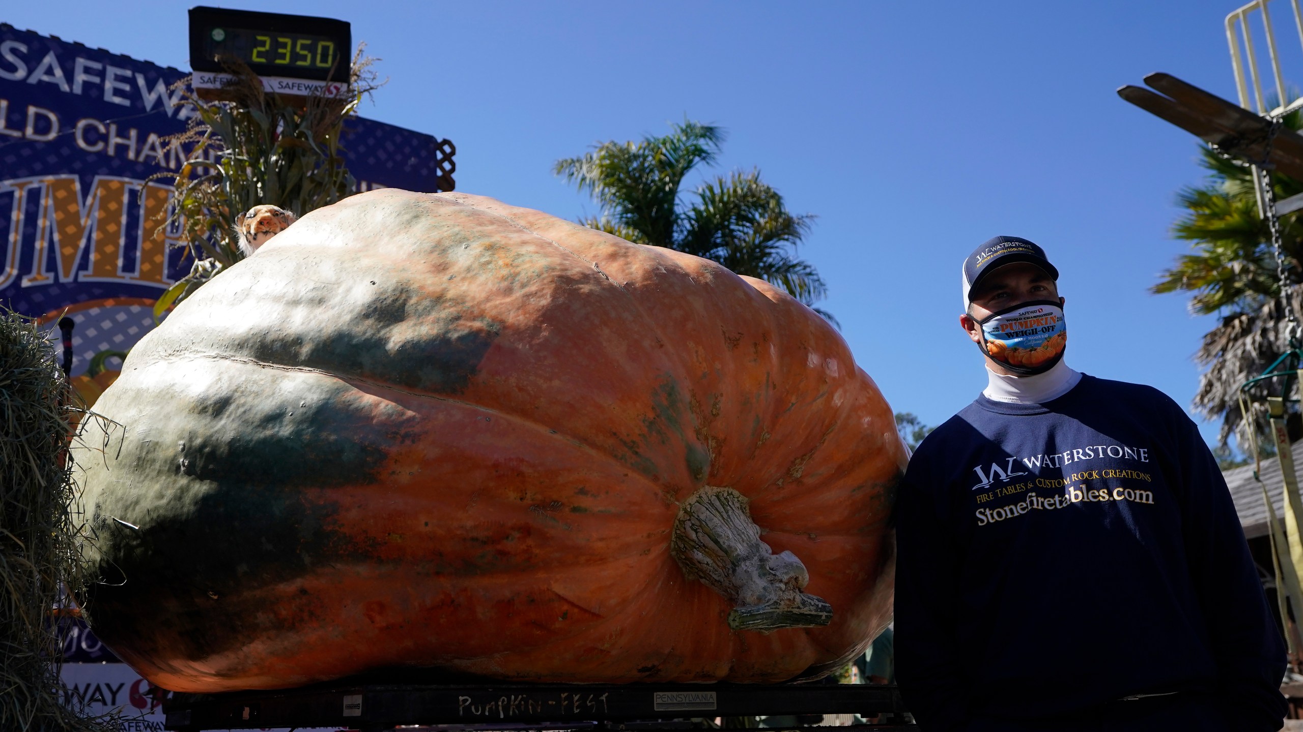 Travis Gienger, from Anoka, Minn., poses next to his pumpkin, which weighed in at 2350 pounds, to win the Safeway World Championship Pumpkin Weigh-Off in Half Moon Bay, Calif., Monday, Oct. 12, 2020. (AP Photo/Jeff Chiu)