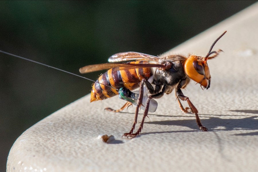 In photo provided by the Washington State Dept. of Agriculture, an Asian Giant Hornet wearing a tracking device is seen on, Oct. 22, 2020 near Blaine, Wash. (Karla Salp/Washington Dept. of Agriculture via AP)