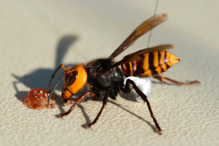 In photo provided by the Washington State Dept. of Agriculture, an Asian Giant Hornet wearing a tracking device is shown Thursday, Oct. 22, 2020 near Blaine, Wash. Scientists have discovered the first nest of so-called murder hornets in the United States and plan to wipe it out Saturday to protect native honeybees, officials in Washington state said Friday, Oct. 23, 2020. (Karla Salp/Washington Dept. of Agriculture via AP)