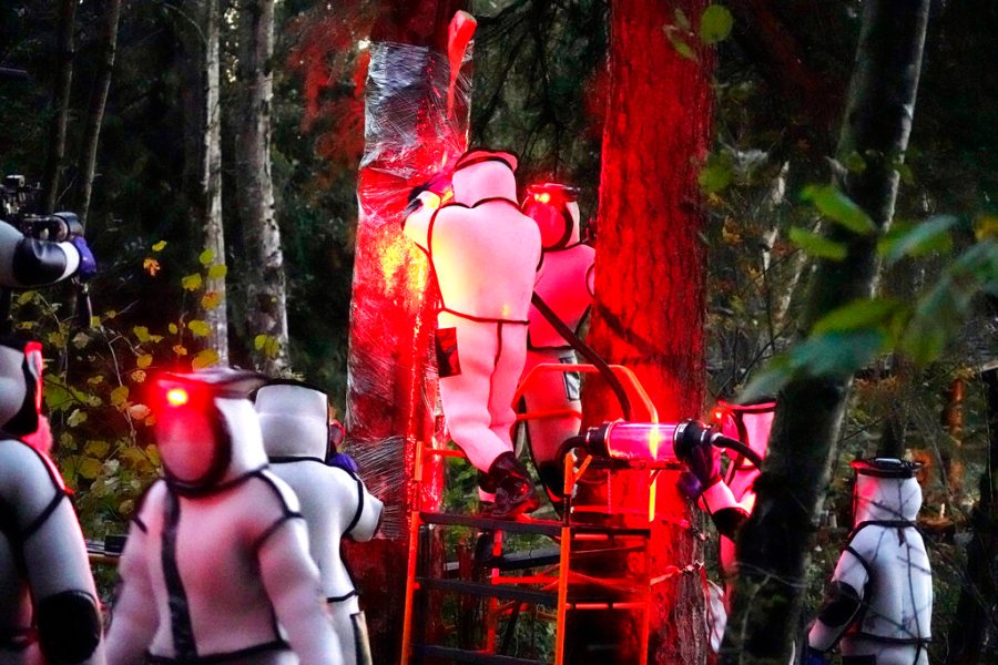 Washington State Department of Agriculture workers, wearing protective suits and working in pre-dawn darkness illuminated with red lamps, vacuum a nest of Asian giant hornets from a tree Saturday, Oct. 24, 2020, in Blaine, Wash. Scientists in Washington state discovered the first nest earlier in the week of so-called murder hornets in the United States and worked to wipe it out Saturday morning to protect native honeybees. (AP Photo/Elaine Thompson)