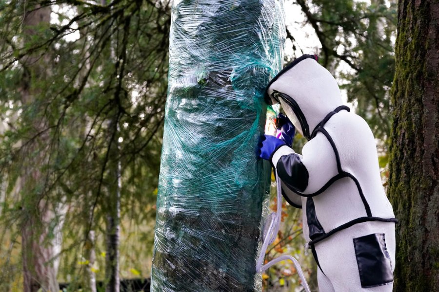 Wearing a protective suit, Washington State Department of Agriculture entomologist Chris Looney fills a tree cavity with carbon dioxide after vacuuming a nest of Asian giant hornets from inside it Saturday, Oct. 24, 2020, in Blaine, Wash. Scientists in Washington state discovered the first nest earlier in the week of so-called murder hornets in the United States and worked to wipe it out Saturday morning to protect native honeybees. Workers with the state Agriculture Department spent weeks searching, trapping and using dental floss to tie tracking devices to Asian giant hornets, which can deliver painful stings to people and spit venom but are the biggest threat to honeybees that farmers depend on to pollinate crops. (AP Photo/Elaine Thompson)