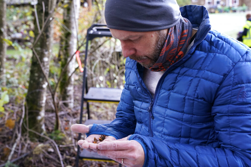 Washington State Department of Agriculture entomologist Chris Looney looks at two of the dozens of Asian giant hornets he vacuumed from a nest in a nearby tree Saturday, Oct. 24, 2020, in Blaine, Wash. Scientists in Washington state discovered the first nest earlier in the week of so-called murder hornets in the United States and plan to wipe it out Saturday to protect native honeybees, officials said. Workers with the state Agriculture Department spent weeks searching, trapping and using dental floss to tie tracking devices to Asian giant hornets, which can deliver painful stings to people and spit venom but are the biggest threat to honeybees that farmers depend on to pollinate crops. (AP Photo/Elaine Thompson)