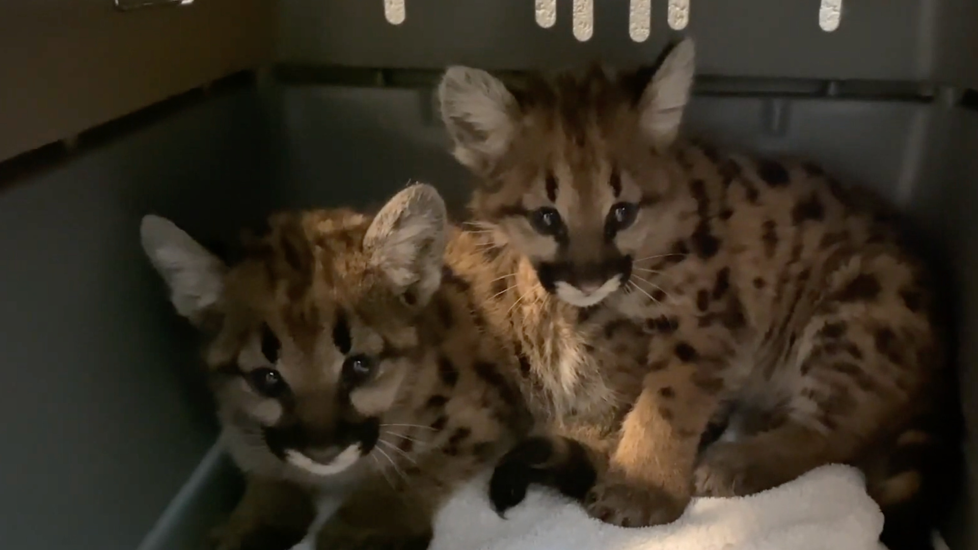 The Oakland Zoo said on Oct. 10, 2020, that it has taken in two mountain lion cubs who lost their mother in the Zogg Fire in Northern California. (Oakland Zoo via Storyful)