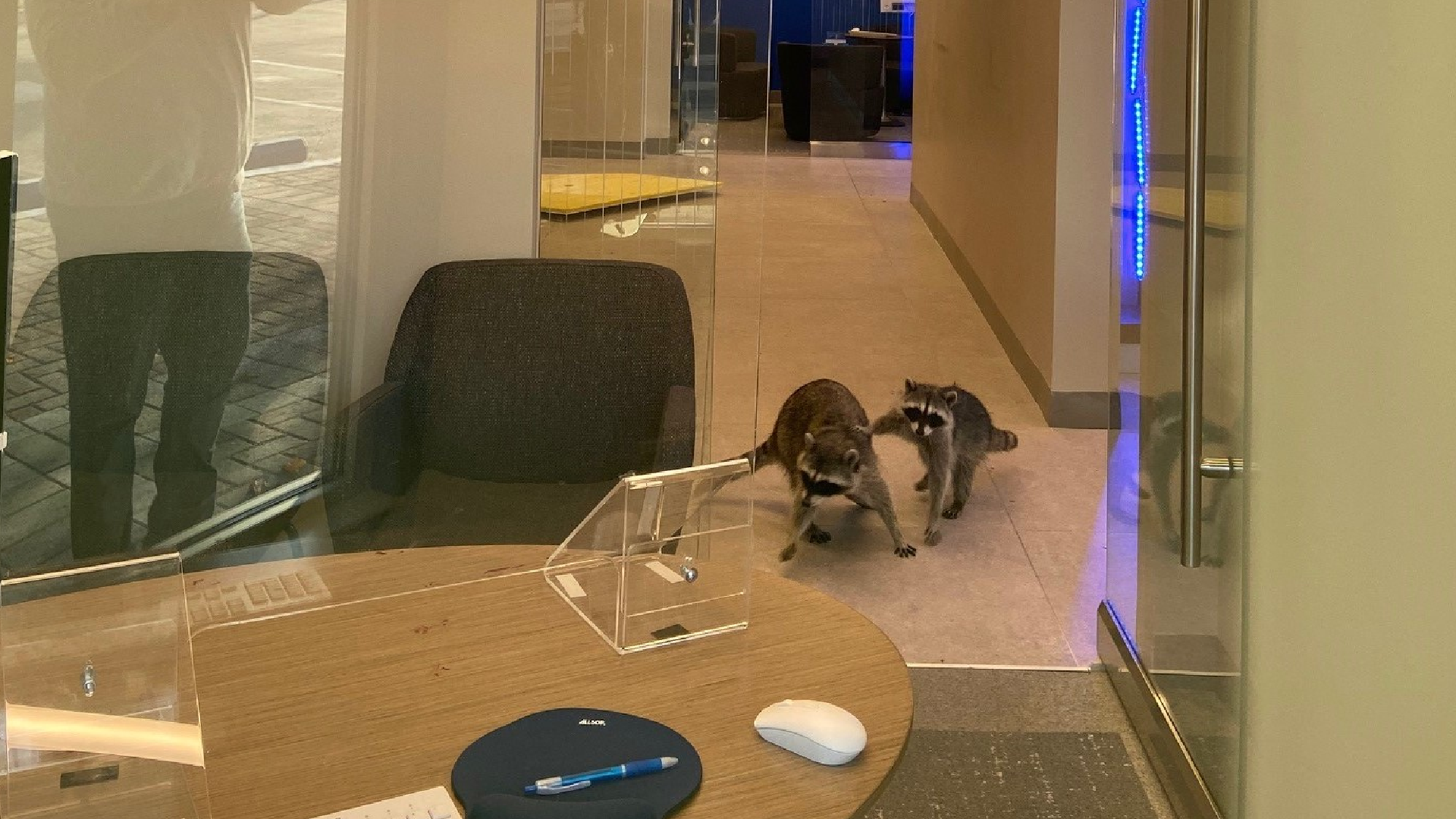 A pair of raccoons that broke into a bank in Redwood City, California, on Oct. 20, 2020. (Peninsula Humane Society & SPCA via Storyful)