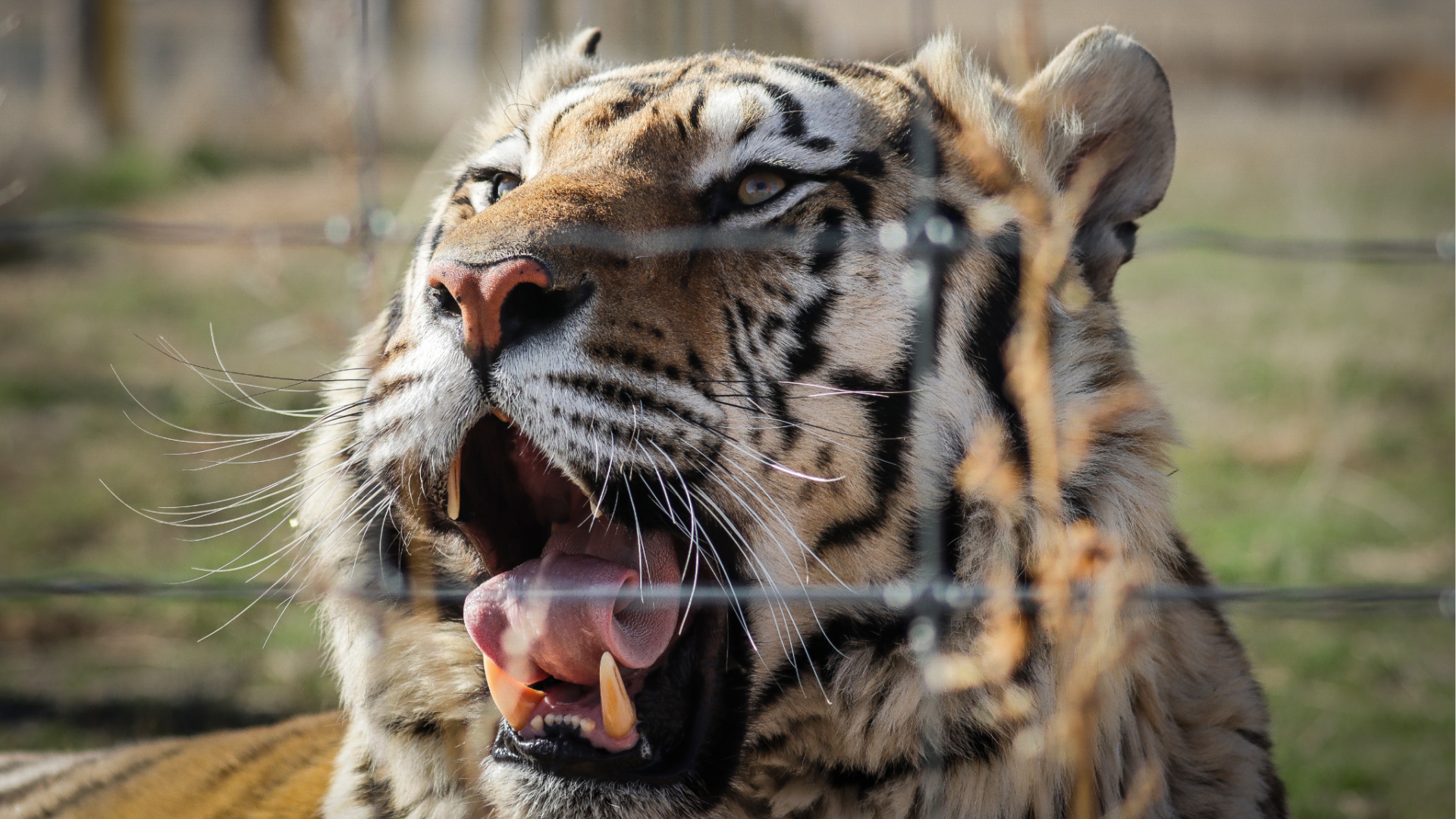 One of the 39 tigers rescued in 2017 from Joe Exotic's G.W. Exotic Animal Park yawns at the Wild Animal Sanctuary on April 5, 2020 in Keenesburg, Colorado. (Marc Piscotty/Getty Images)