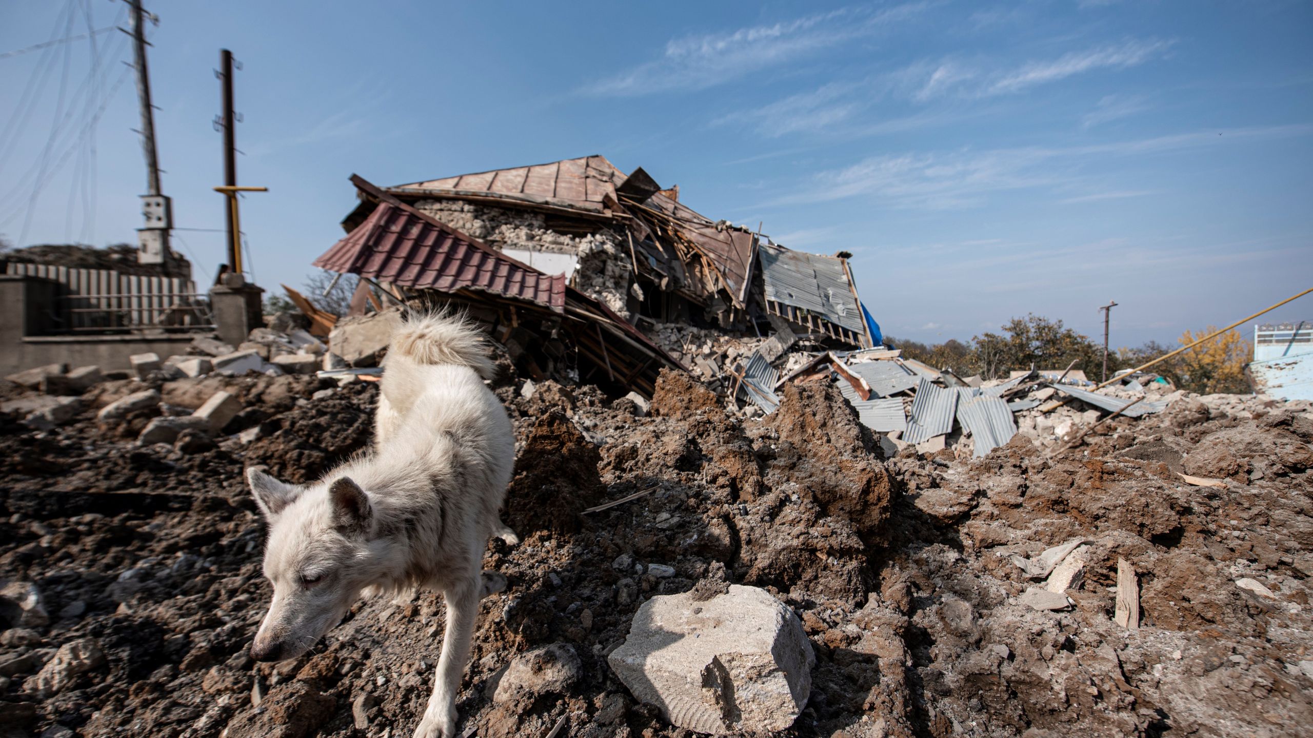 A dog walks in front of a destroyed house following recent shelling during the ongoing military conflict between Armenia and Azerbaijan over the breakaway region of Nagorno-Karabakh, in the town of Shusha on Oct. 28, 2020. (Davit GHAHRAMANYAN / AFP via Getty Images)