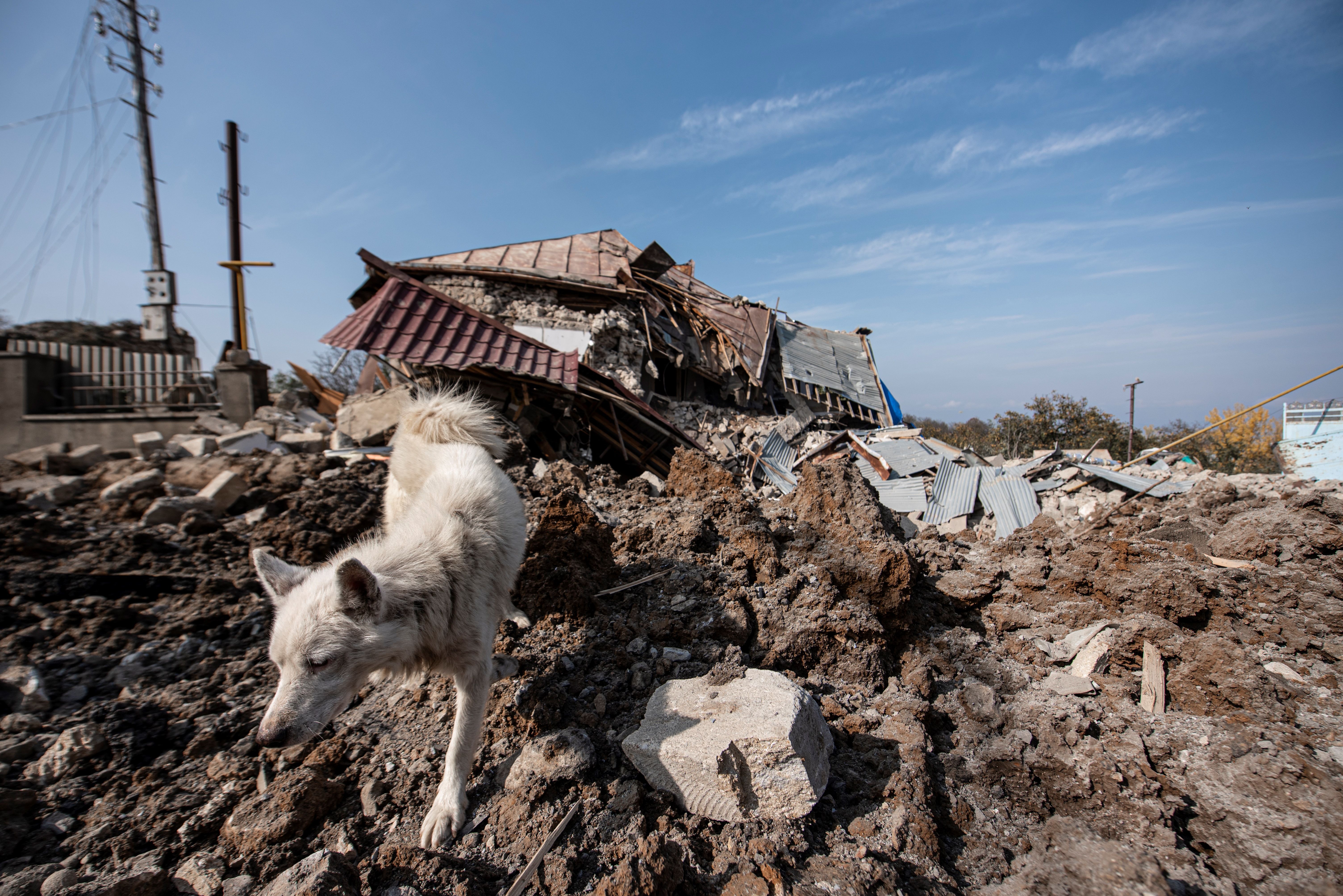 A dog walks in front of a destroyed house following recent shelling during the ongoing military conflict between Armenia and Azerbaijan over the breakaway region of Nagorno-Karabakh, in the town of Shusha on Oct. 28, 2020. (Davit GHAHRAMANYAN / AFP via Getty Images)