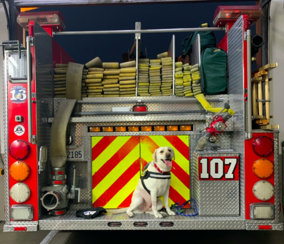 Labrador retriever Echo appears in a photo released by the L.A. County Fire Department on Oct. 13, 2020. 