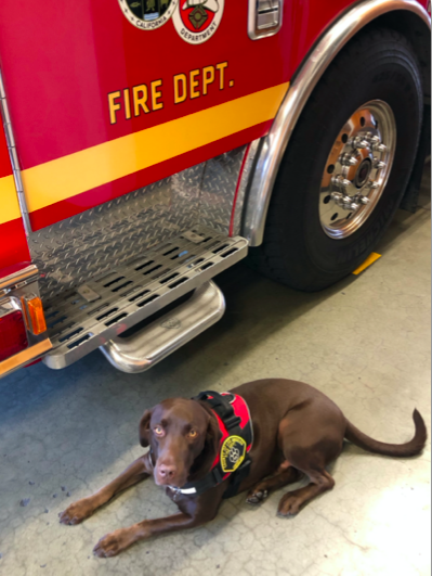 Labrador retriever Milo appears in a photo released by the L.A. County Fire Department on Oct. 13, 2020. 