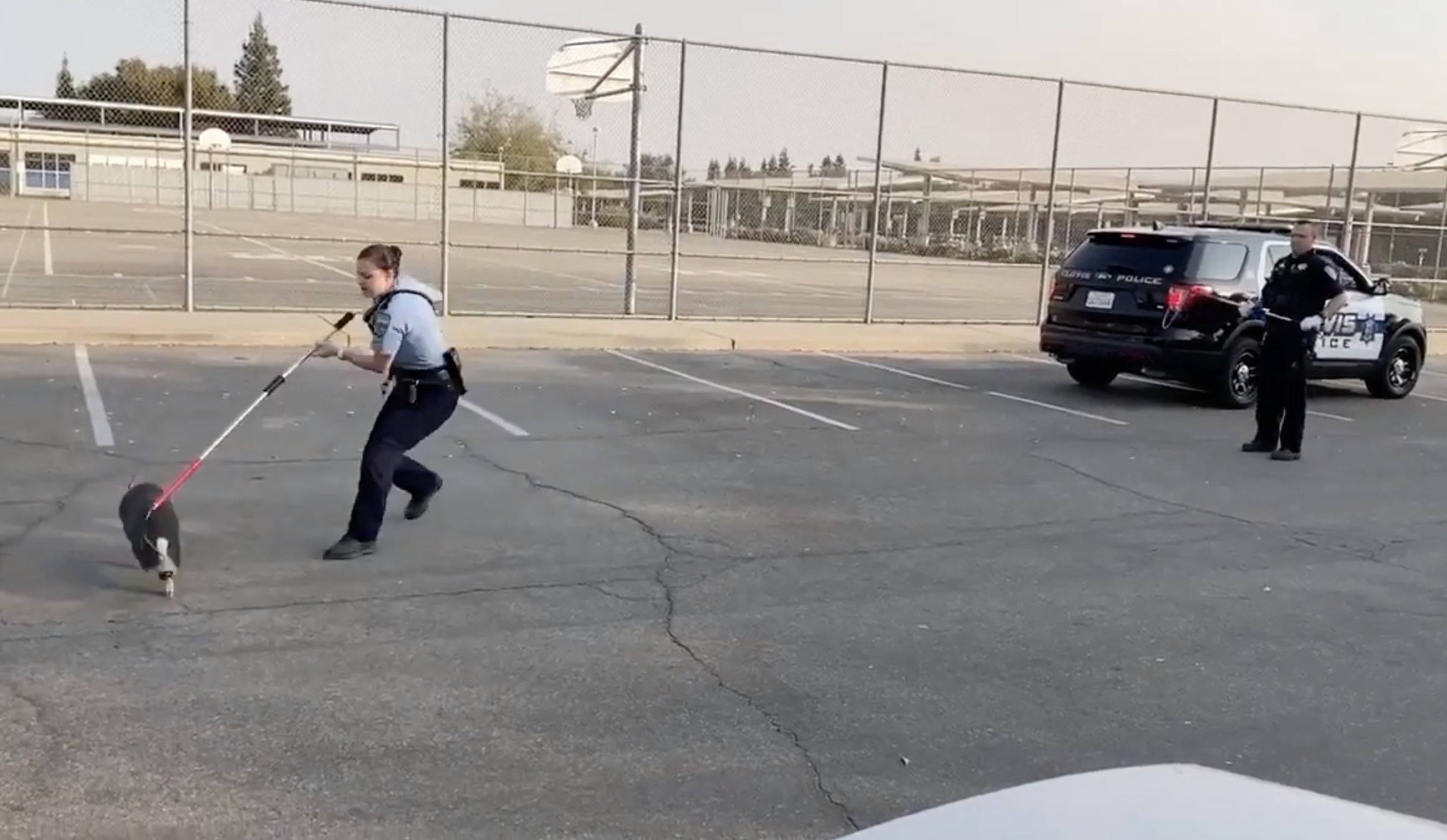 Police in Clovis responded to a high school to wrangle a loose pig on Oct. 24, 2020. (Clovis Police Department via Storyful)