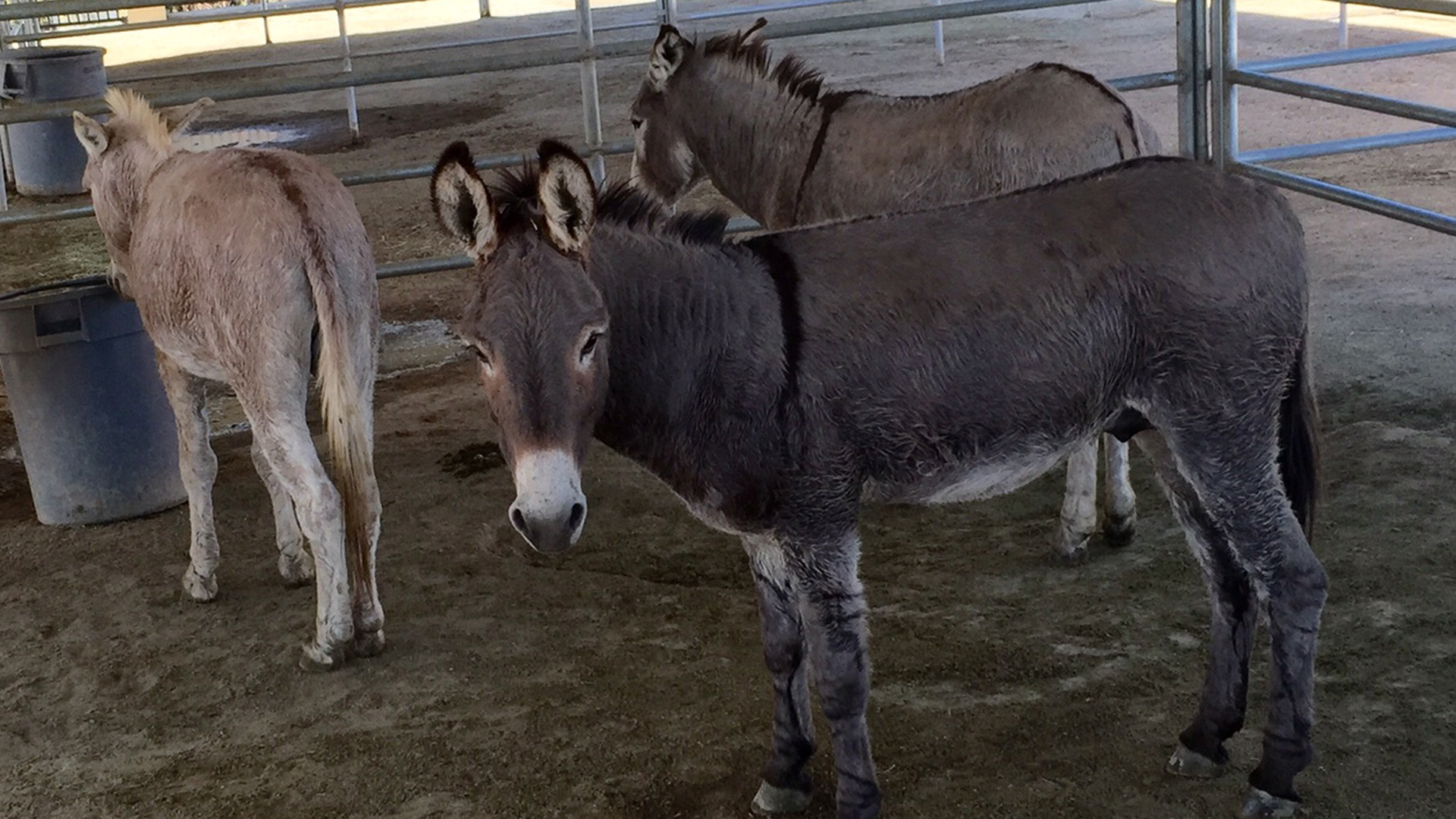 Burros in Riverside County are seen in an undated photo. (County of Riverside)