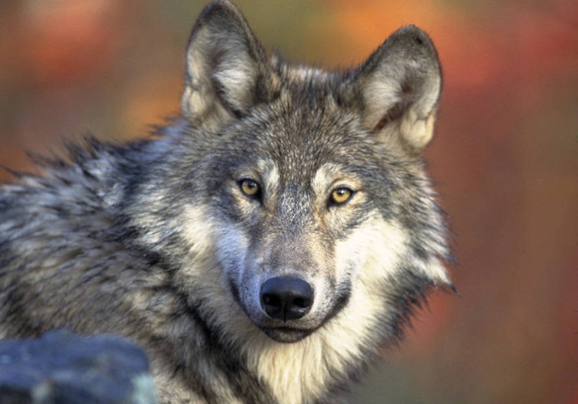 A gray wolf is seen in an undated file photo. (Gary Kramer / USFWS)