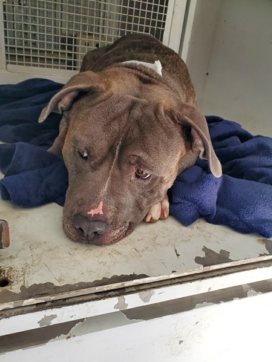 Riverside County Animal Services released this photo of a pit bull that was euthanized after being stabbed in the neck on Oct. 11, 2020.