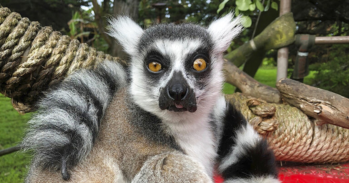 Police say someone broke into the San Francisco Zoo and stole a 21-year-old male lemur named Maki on Oct. 14, 2020. (Marianne V. Hale/San Francisco Zoo via AP)