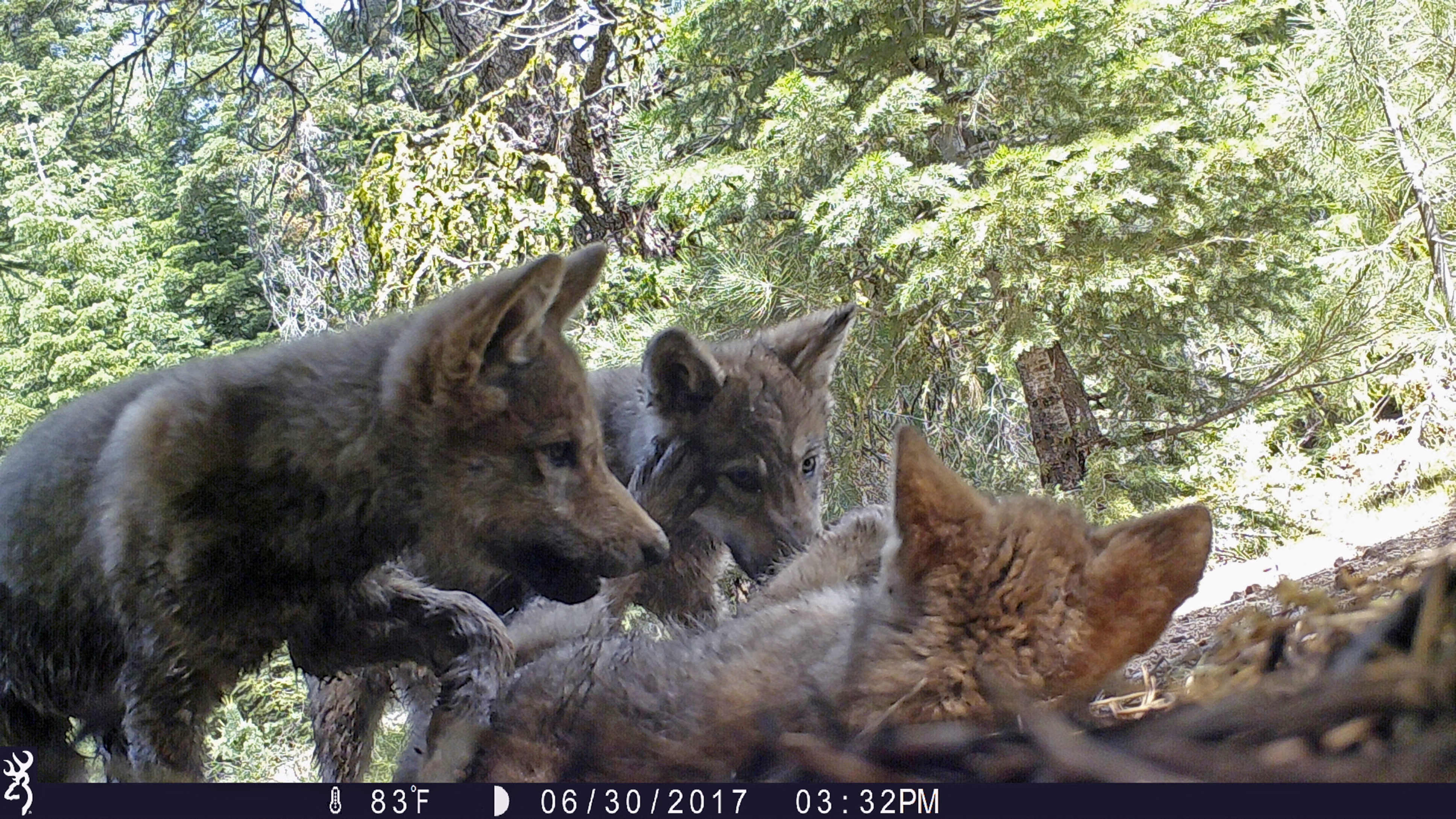 This June 30, 2017 remote camera image released by the U.S. Forest Service shows a female gray wolf and her mate with a pup born in 2017 in the wilds of Lassen National Forest in Northern California. (U.S. Forest Service via AP, File)