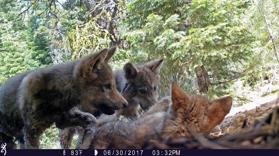 This June 30, 2017 remote camera image released by the U.S. Forest Service shows a female gray wolf and her mate with a pup born in 2017 in the wilds of Lassen National Forest in Northern California. (U.S. Forest Service via AP, File)