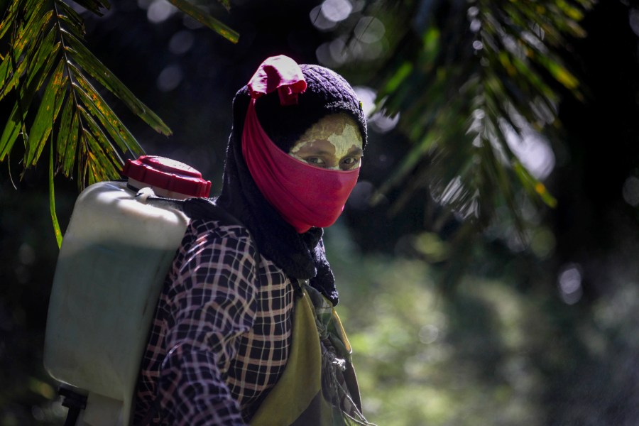 A female worker walks with a pesticide sprayer on her back at a palm oil plantation in Sumatra, Indonesia, on Sept. 8, 2018. Some workers use a yellow paste made of rice powder and a local root as a sunblock. (Binsar Bakkara / Associated Press)