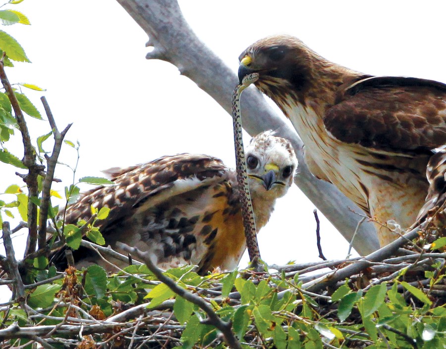 This June 5, 2009, file photo shows a Redtail hawk feeding a snake to one of her young ones nested at the Rocky Mountain Wildlife Refuge in Commerce City, Colo. (Ed Andrieski/AP Photo)