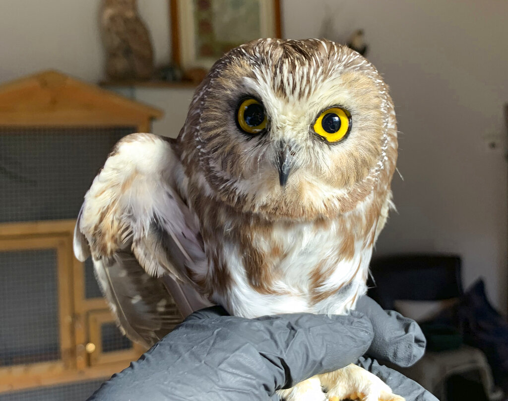 In this photo provided by the Ravensbeard Wildlife Center, Ravensbeard Wildlife Center Director and founder Ellen Kalish holds a Saw-whet owl at their facility in Saugerties, N.Y., Wednesday, Nov. 18, 2020. A worker helping to get the Rockefeller Center Christmas tree in New York City found the tiny owl among the tree's massive branches on Monday, Nov. 16. Now named Rockefeller, the owl was brought to the Ravensbeard Wildlife Center for care. (Lindsay Possumato/Ravensbeard Wildlife Center via AP)