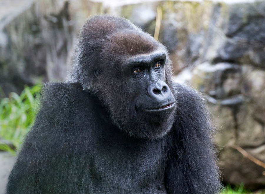 This 2017 photo provided by the San Francisco Zoo & Gardens shows Zura, a Western lowland female gorilla. (Marianne V. Hale/San Francisco Zoo & Gardens via AP)