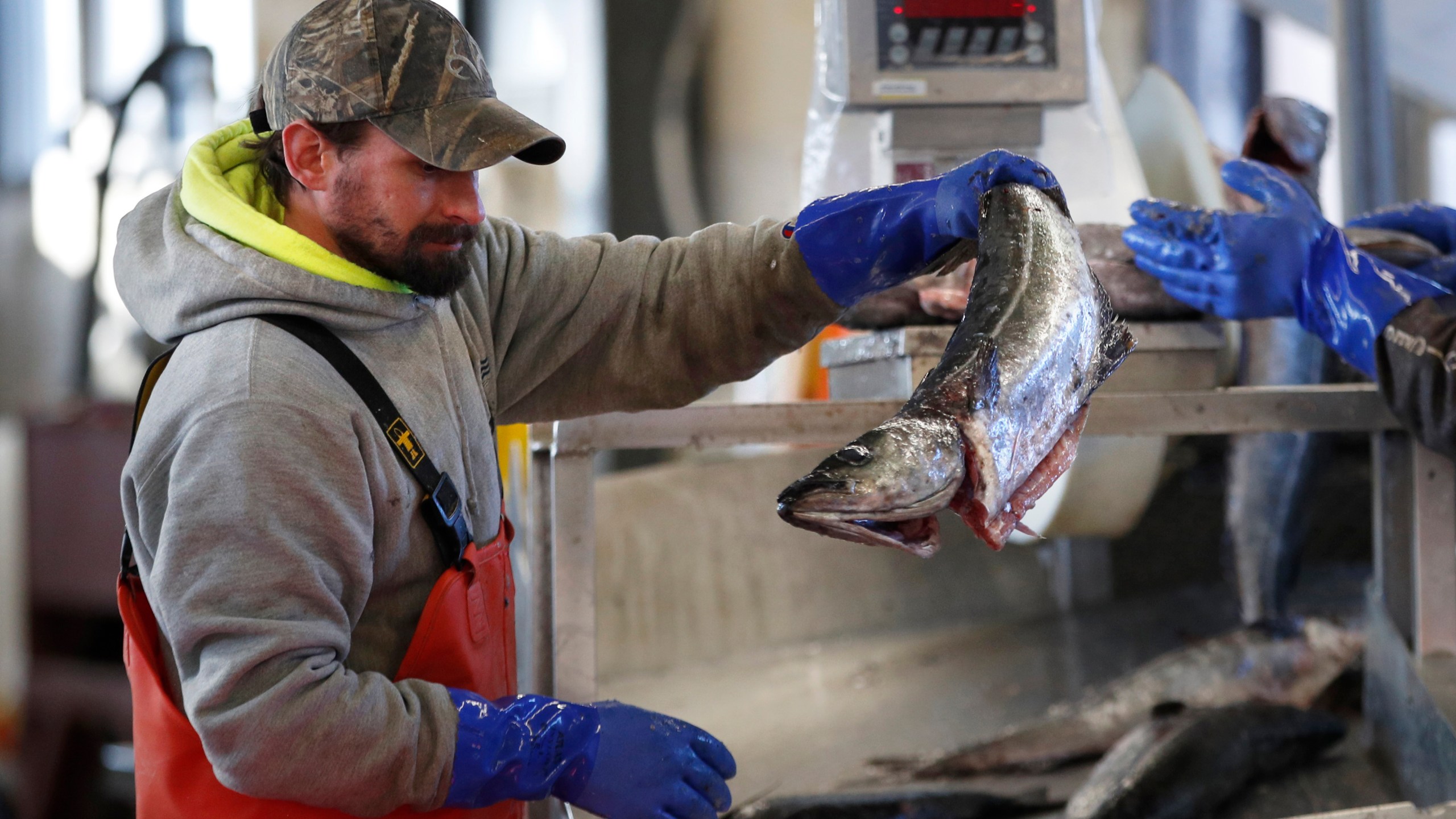 In this March 25, 2020, file photo, a worker weighs and sorts pollack at the Portland Fish Exchange in Portland, Maine. (Robert F. Bukaty/AP Photo)