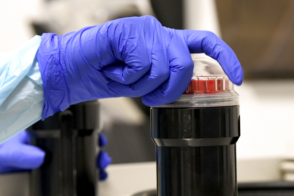 In this file photo dated Wednesday, Sept. 2, 2020, University of Miami Miller School of Medicine lab technician processes blood samples￼ from volunteers taking part in testing the NIH funded Moderna COVID-19 vaccine in Miami, USA. (AP Photo/Taimy Alvarez, FILE)