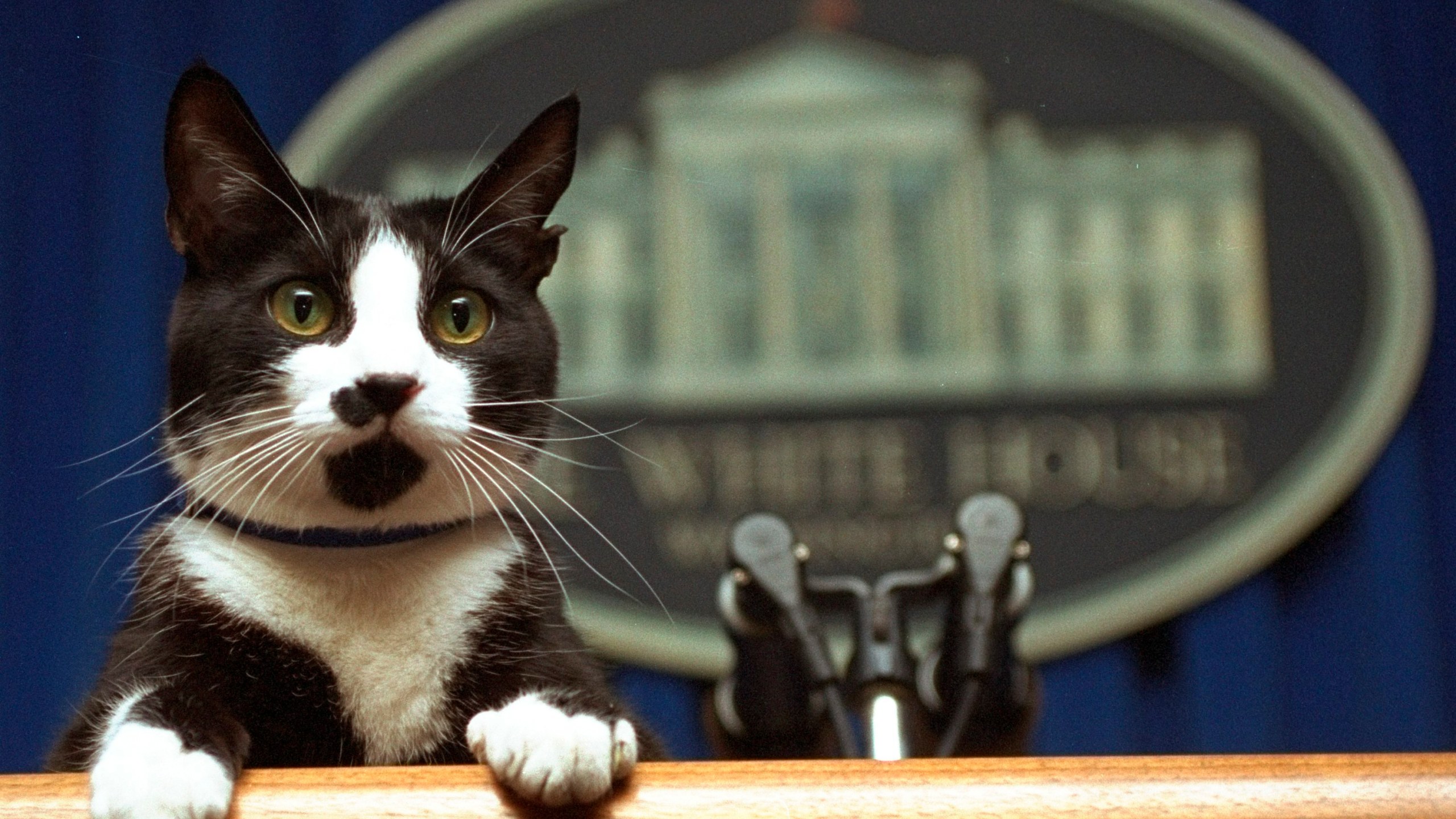 In this March 19, 1994, file photo, President Bill Clinton's cat Socks peers over the podium in the White House briefing room. (Marcy Nighswander / Associated Press)