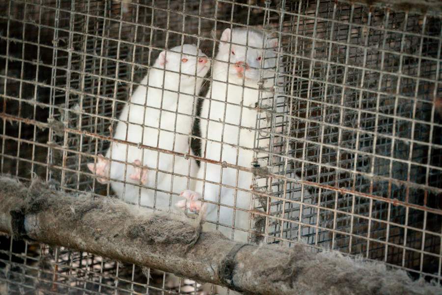 Minks are photographed in a farm in Gjol, in North Jutland, Denmark, on October 9, 2020. (Photo by Mads Claus Rasmussen / Ritzau Scanpix / AFP) / Denmark OUT (Photo by MADS CLAUS RASMUSSEN/Ritzau Scanpix/AFP via Getty Images)