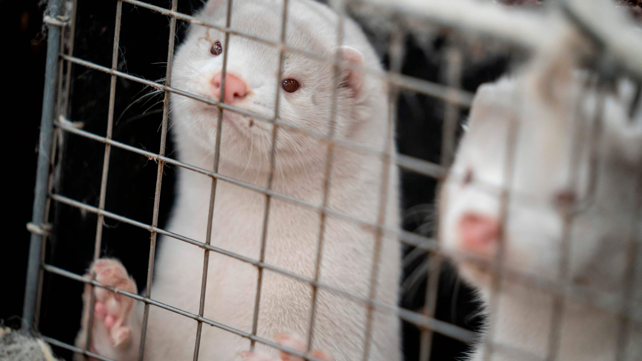 Mink look out from their cage at the farm of Henrik Nordgaard Hansen and Ann-Mona Kulsoe Larsen, who have to kill off their herd which consists of 3000 mother mink and their cubs on their farm near Naestved, Denmark. (MADS CLAUS RASMUSSEN/Ritzau Scanpix/AFP via Getty Images)