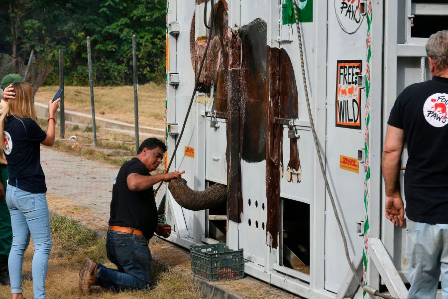 Amir Khalil (C), a veterinarian and director of the project development for Four Paws International, feeds Kaavan, Pakistan's only Asian elephant, in a crate prior to transport it to a sanctuary in Cambodia, at the Marghazar Zoo in Islamabad on November 29, 2020. - Following years of public outcry and campaigning by American pop star Cher, the "world's loneliest elephant" was poised on November 29 to embark on a mammoth journey from Pakistan to a sanctuary in Cambodia. (AAMIR QURESHI/AFP via Getty Images)