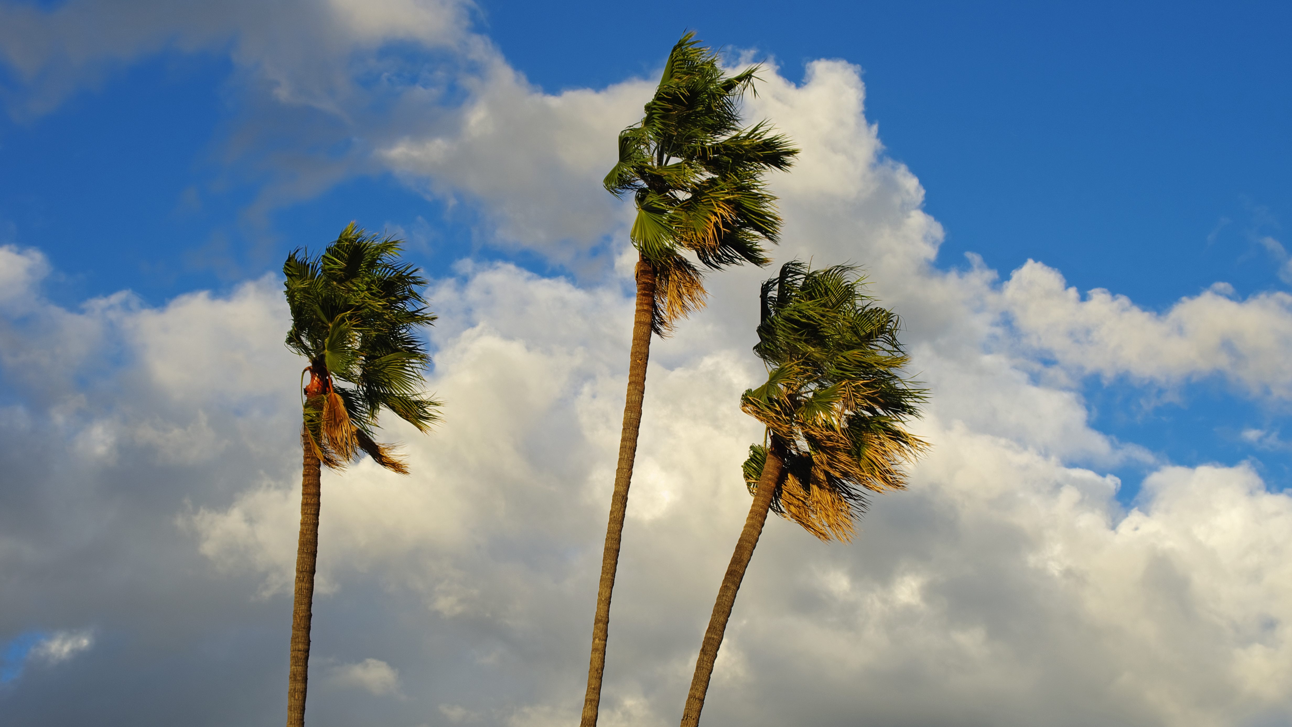 This file photo was taken on Dec. 18, 2012, in Pasadena during an afternoon of strong winds. (Getty Images)