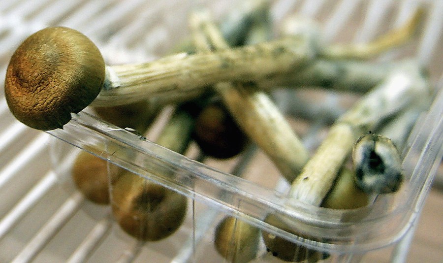 Magic Mushrooms sit in a fridge on July 18, 2005 in London, England. (Daniel Berehulak/Getty Images)