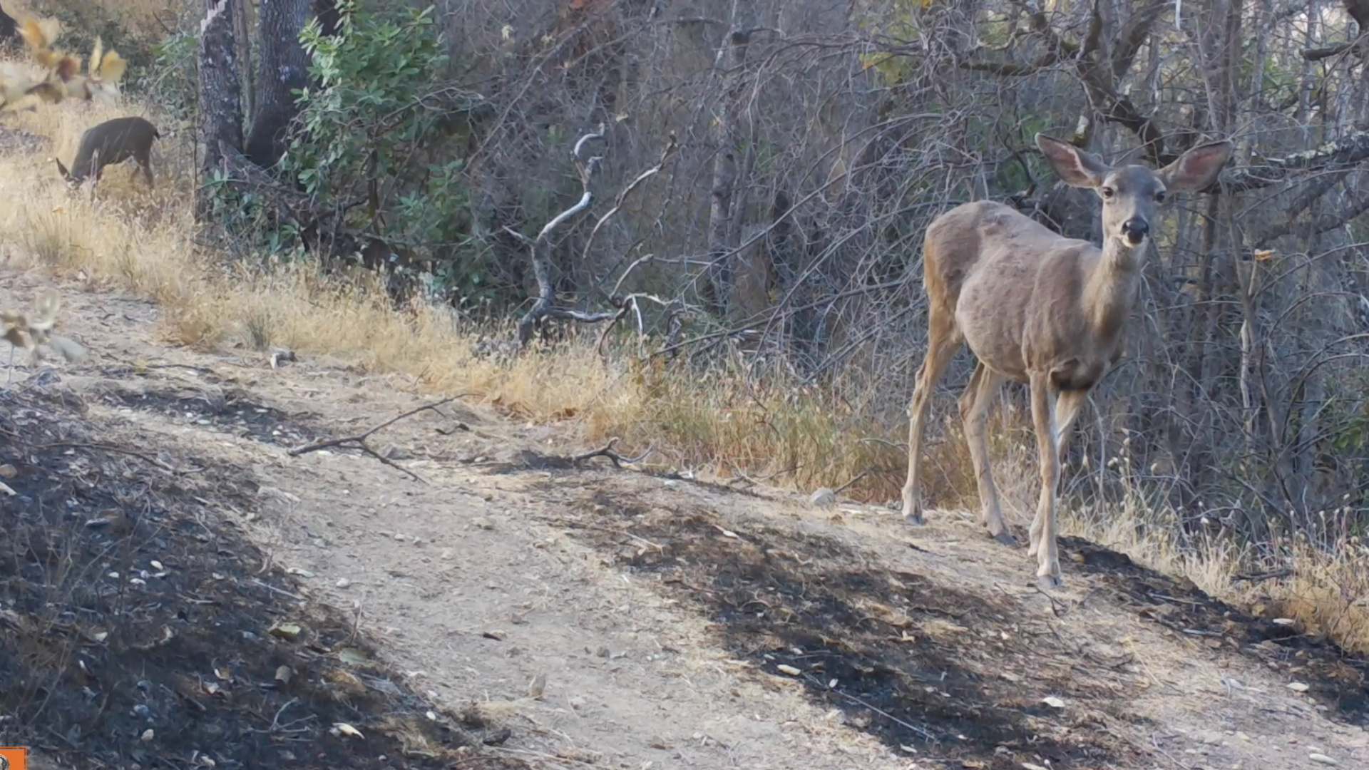 Sonoma County Regional Parks said trail cameras have been recording animals returning after the Glass Fire. (Credit: Sonoma County Regional Parks via Storyful)