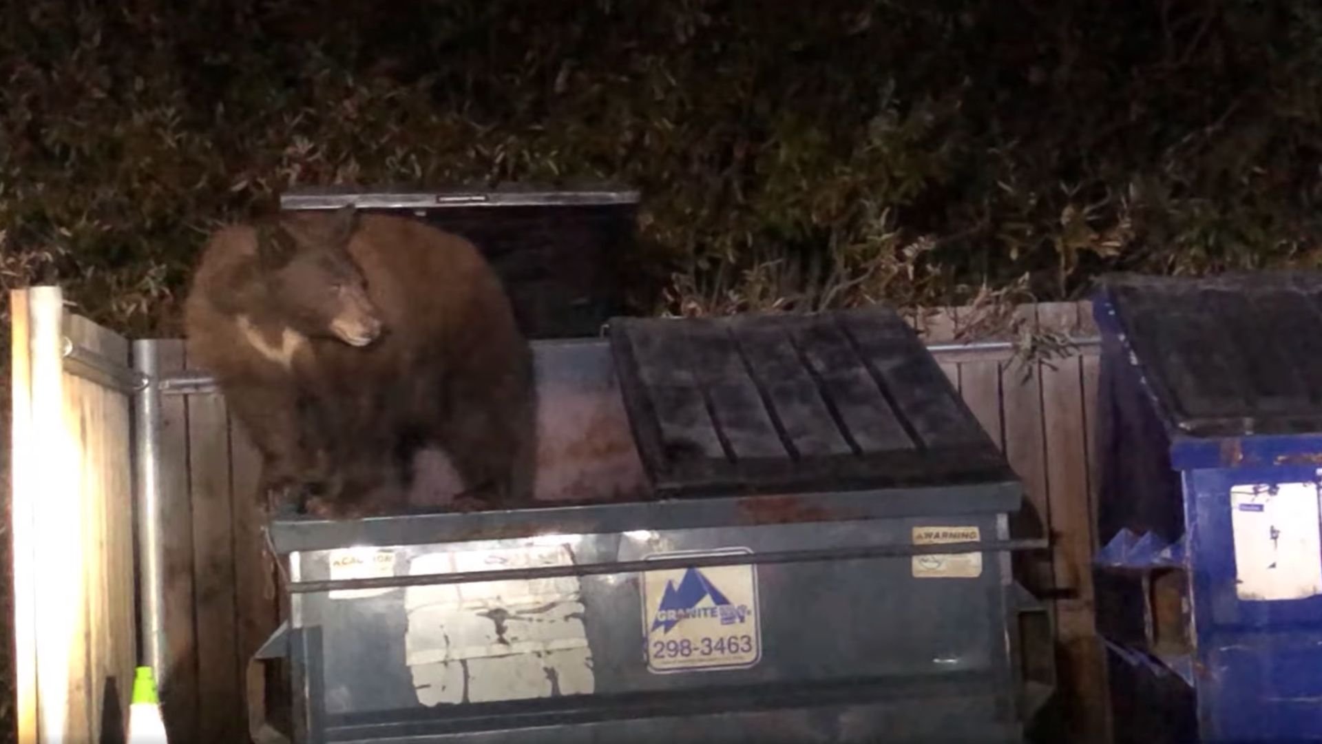 A pair of hungry bears were caught scavenging for food in dumpsters at Shaver Lake, California, on Nov. 22. (Fresno County Sheriff's Office via Storyful)