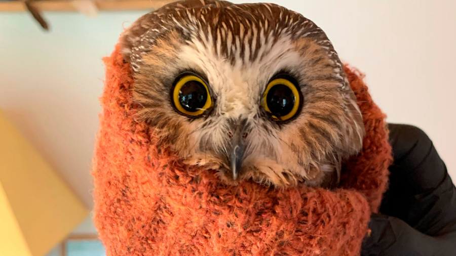 In this photo provided by the Ravensbeard Wildlife Center, Ravensbeard Director and founder Ellen Kalish holds a Saw-whet owl at the center in Saugerties, N.Y., Wednesday, Nov. 18, 2020. A worker helping to get the Rockefeller Center Christmas tree in New York City found the tiny owl among the tree's massive branches on Monday, Nov. 16. Now named Rockefeller, the owl was brought to the Ravensbeard Wildlife Center for care. (Lindsay Possumato/Ravensbeard Wildlife Center via AP)